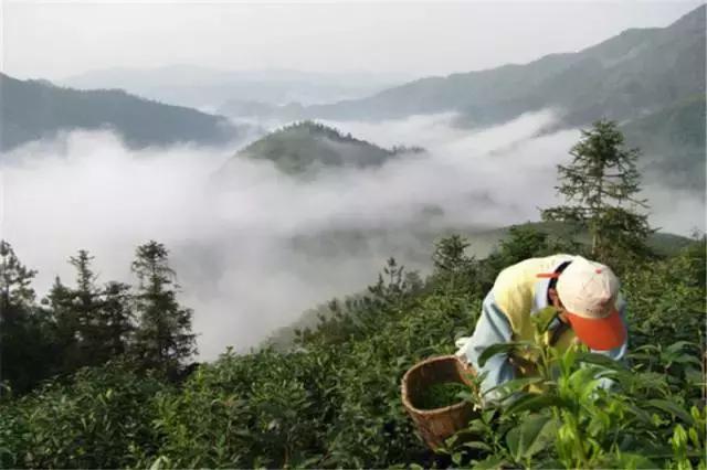 这可能是有史以来最全的黄山旅游攻略——来自当地土著的攻略