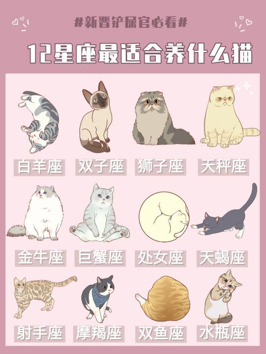 12星座最匹配的猫品种推荐：找到你的宠物猫灵魂伴侣